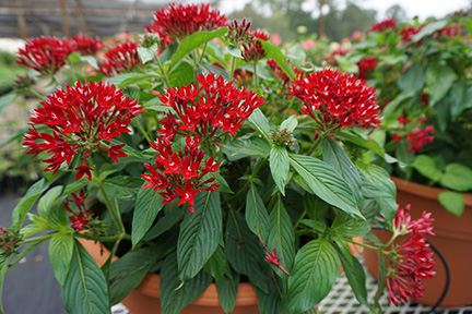 Pentas 3JPG